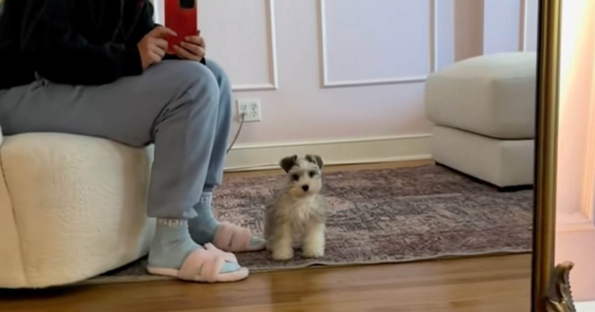 Prvo lajanje patuljastog šnaucera najslađa je stvar koju ćete vidjeti ovaj tjedan