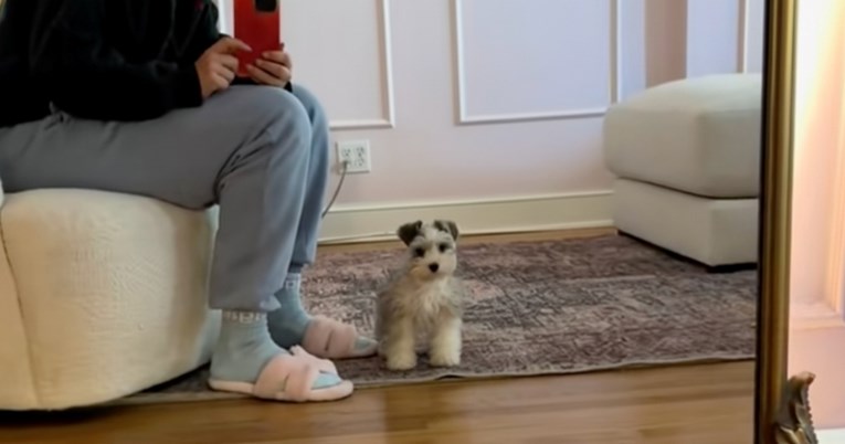 Prvo lajanje patuljastog šnaucera najslađa je stvar koju ćete vidjeti ovaj tjedan