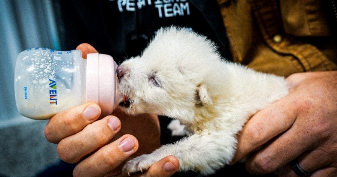 Američka tvrtka tvrdi da je oživjela strašnog vuka. Znanstvenici: Nisu