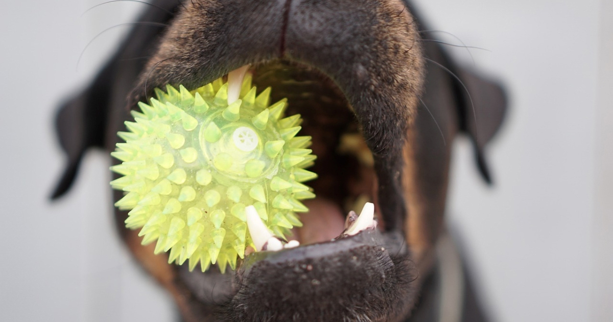 Što znači kad vam pas donese igračku? Trenerica pasa ima odgovor