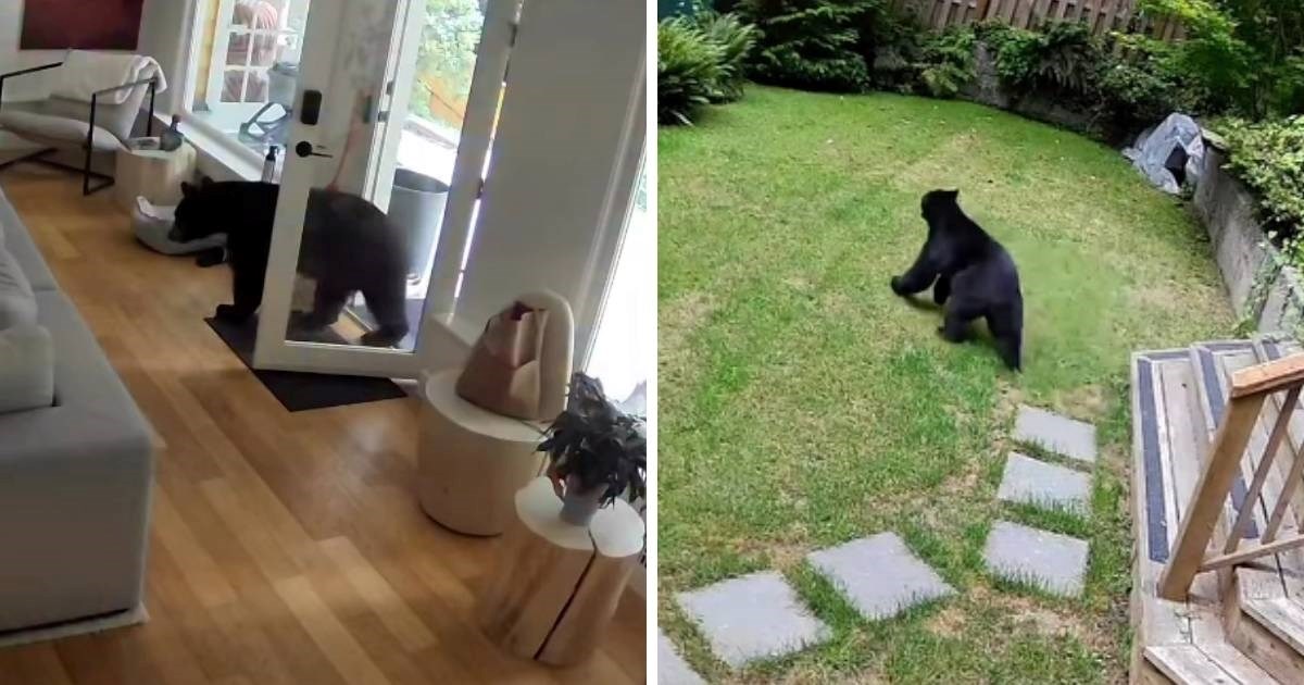 VIDEO Pas od 2 kilograma pokazao medvjedu tko je gazda u kući