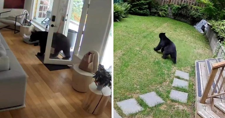 VIDEO Pas od 2 kilograma pokazao medvjedu tko je gazda u kući