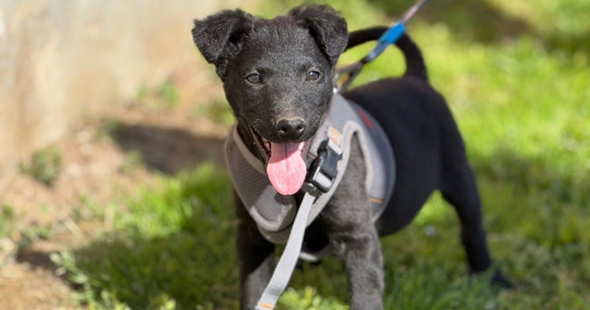 Maleni Lex traži dom u kojemu će sretno odrastati