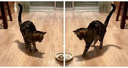 8 milijuna pregleda: Reakcija mace kad je dobila previše hrane postala je hit