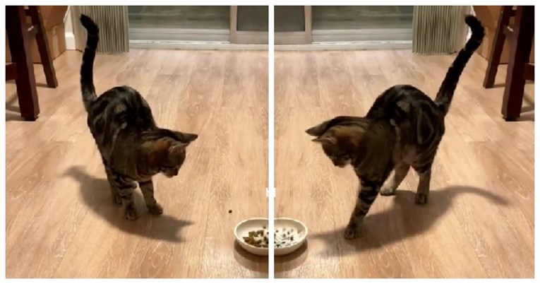 Ova maca ostala je u šoku kad je dobila više hrane nego inače, njena reakcija je hit