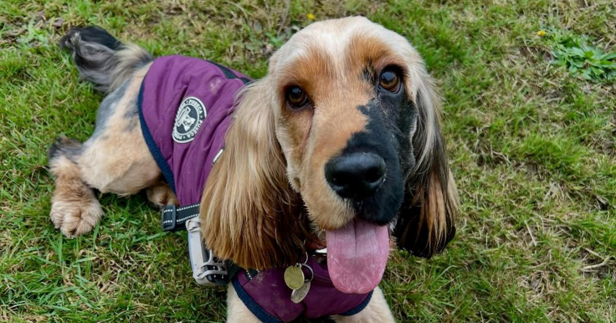 Koker španijel zbog genetske mutacije ima pola lica smeđe, a pola crno 😍