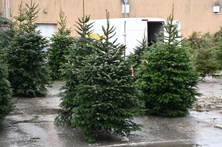 Uvoz božićnih drvaca porastao za 70 posto. "Mađari ih posijeku već u desetom mjesecu"