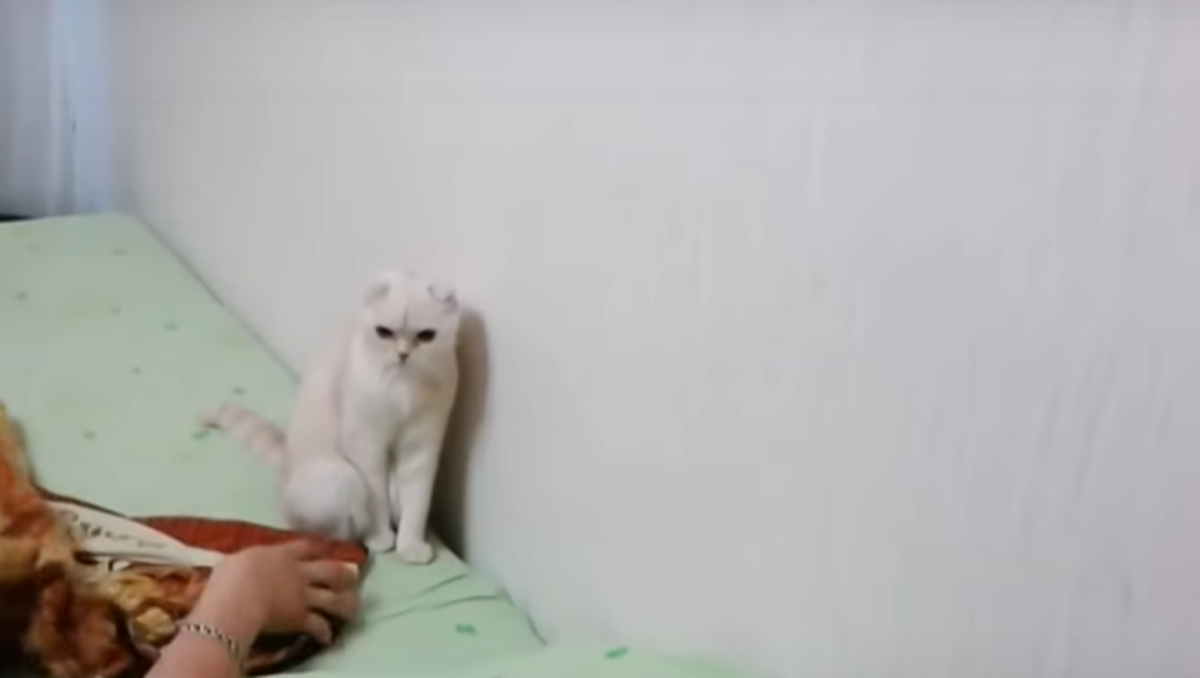 Kada joj vlasnik pusti himnu, ova mačka čini nešto jako čudno