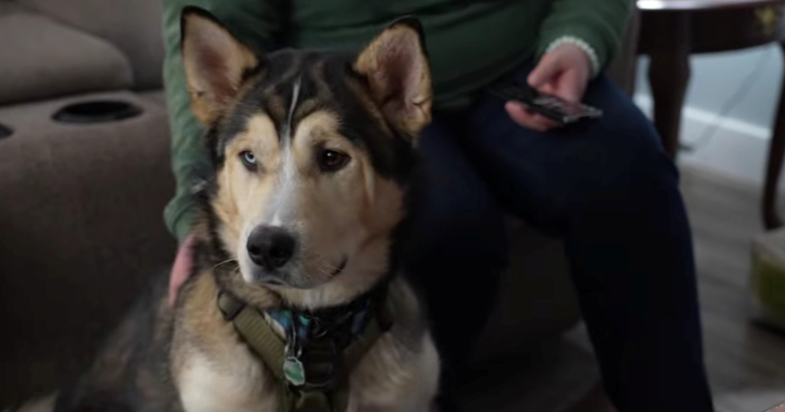 Haski se tijekom šetnje slučajno predozirao kokainom, spasili ga veterinari