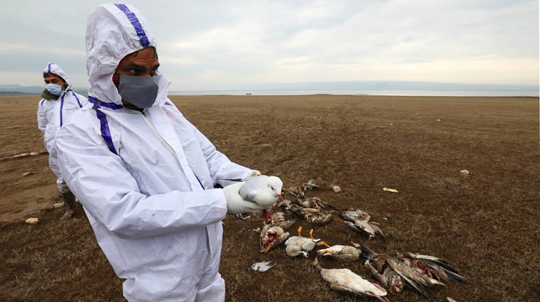 Ptičja gripa se širi Europom i Azijom