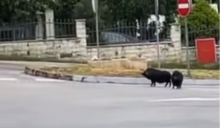 VIDEO U Zadru na cesti snimljene divlje svinje, ljudi se zezaju: "Idu na izbore"