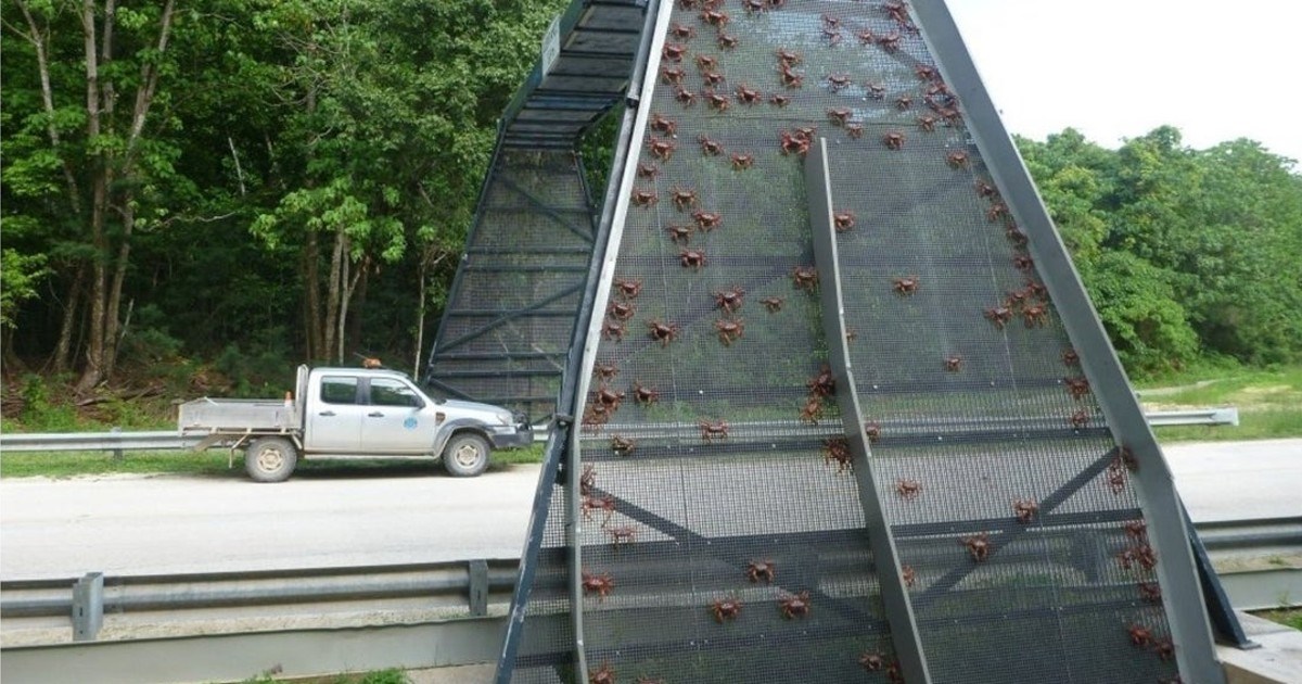 VIDEO Milijuni rakova koriste nadvožnjak na svojem putu do oceana