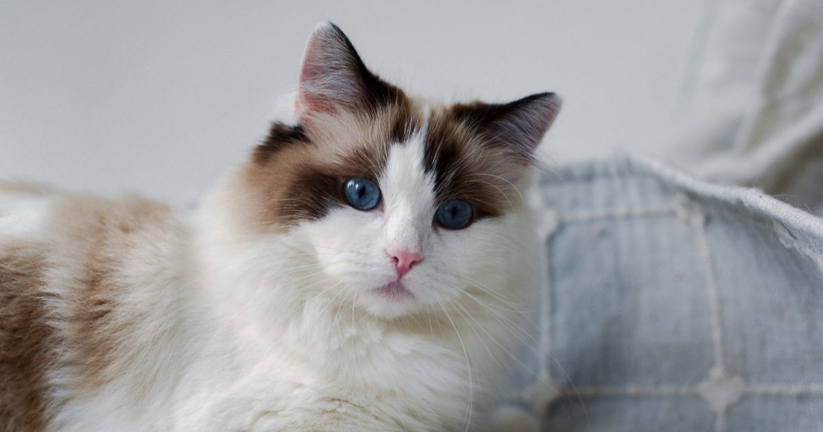 Ragdoll mačke: Sedam mitova o popularnoj pasmini
