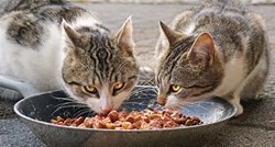 Je li mokra hrana loša za mačke? Evo što kažu veterinari