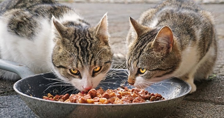 Je li mokra hrana loša za mačke? Evo što kažu veterinari