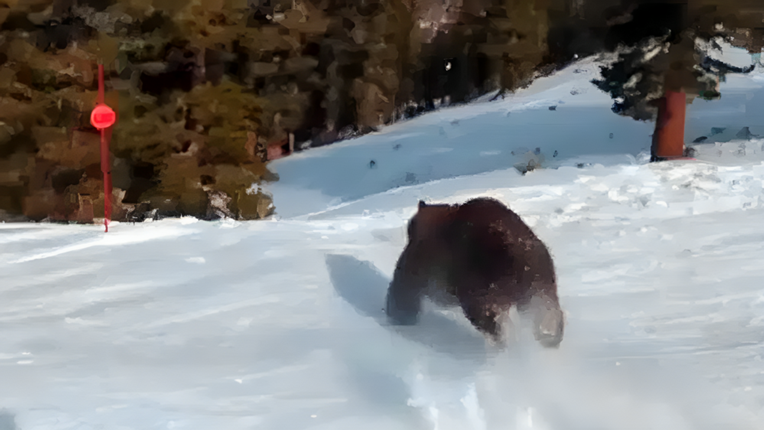 Ispred skijaša na stazi odjednom projurio crni medvjed koji je žurio svojoj mami