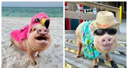 Ma kakva Peppa Pig. Patuljaste svinje Prissy i Pop pravi su hit na društvenim mrežama