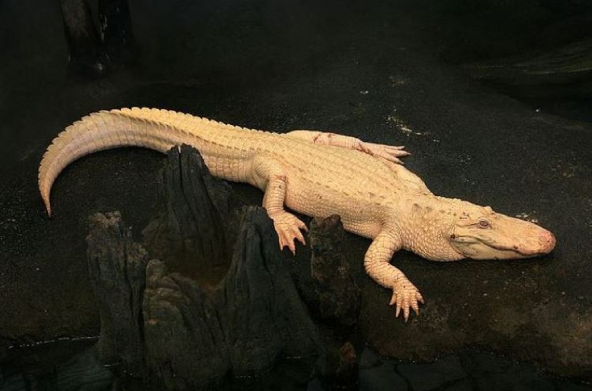 16 fotografija koje pokazuju da priroda uvijek pronalazi načine da nas iznenadi