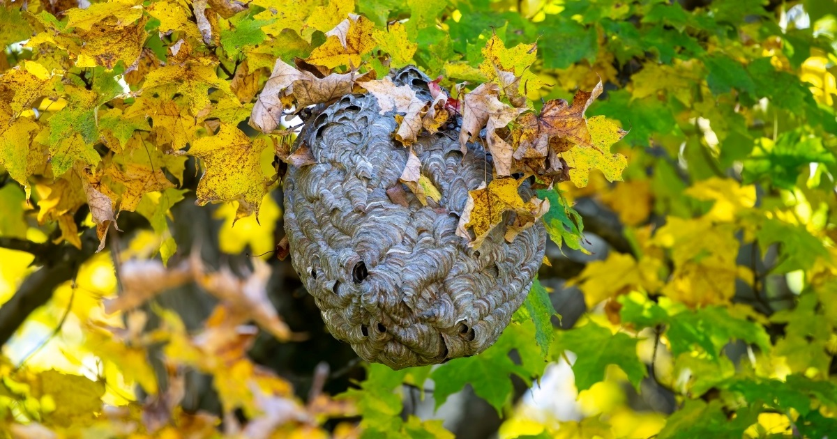 Stazu na Sljemenu okupirali stršljeni, iz Parka prirode poslali upozorenje