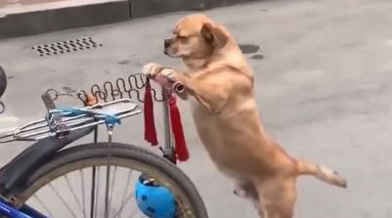 Snimka psa postala hit na internetu, odmah ćete vidjeti zbog čega