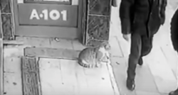 Nadzorne kamere snimile macu koja napada samo određene ljude, evo zašto