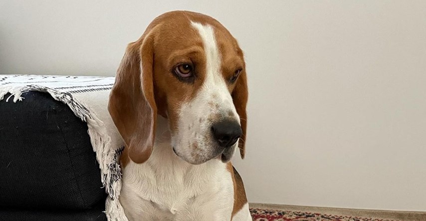 Psa koji je proveo 400 dana u azilu usvojila obitelj pa ga vratila nakon jednog dana