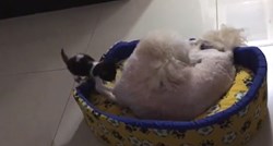 Da veličina nije bitna, dokazala je i ova maca koja je izbacila psa iz kreveta