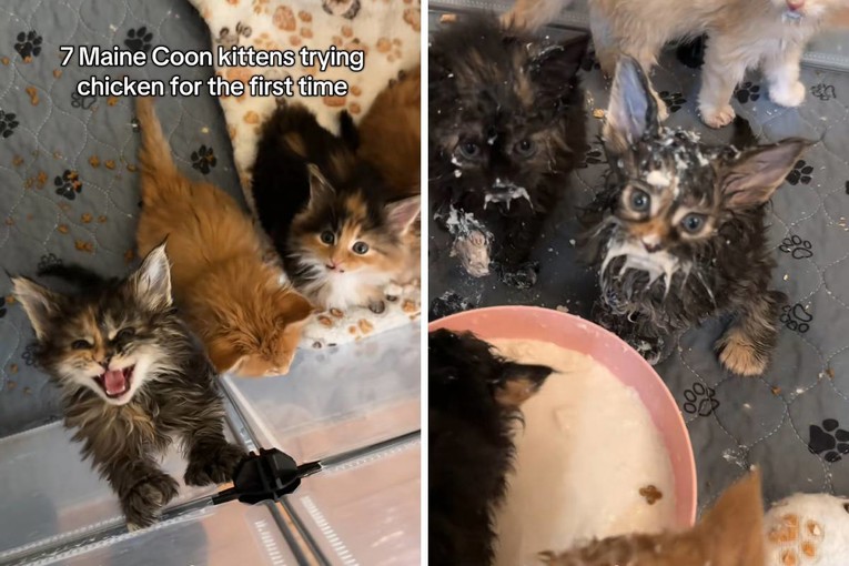 Preslatki Maine Coon mačići prvi put probali piletinu, video je hit