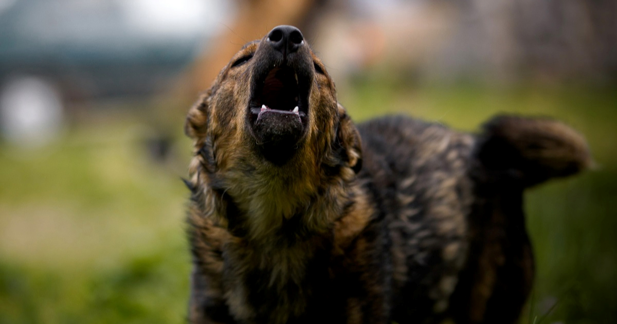 Pas napao dijete kod Bjelovara. Vlasnica kažnjena