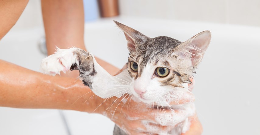 Naučite kako jednostavno napraviti šampon za mačke