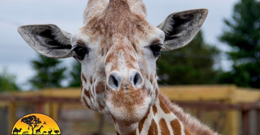 Uginula je najpoznatija žirafa na svijetu