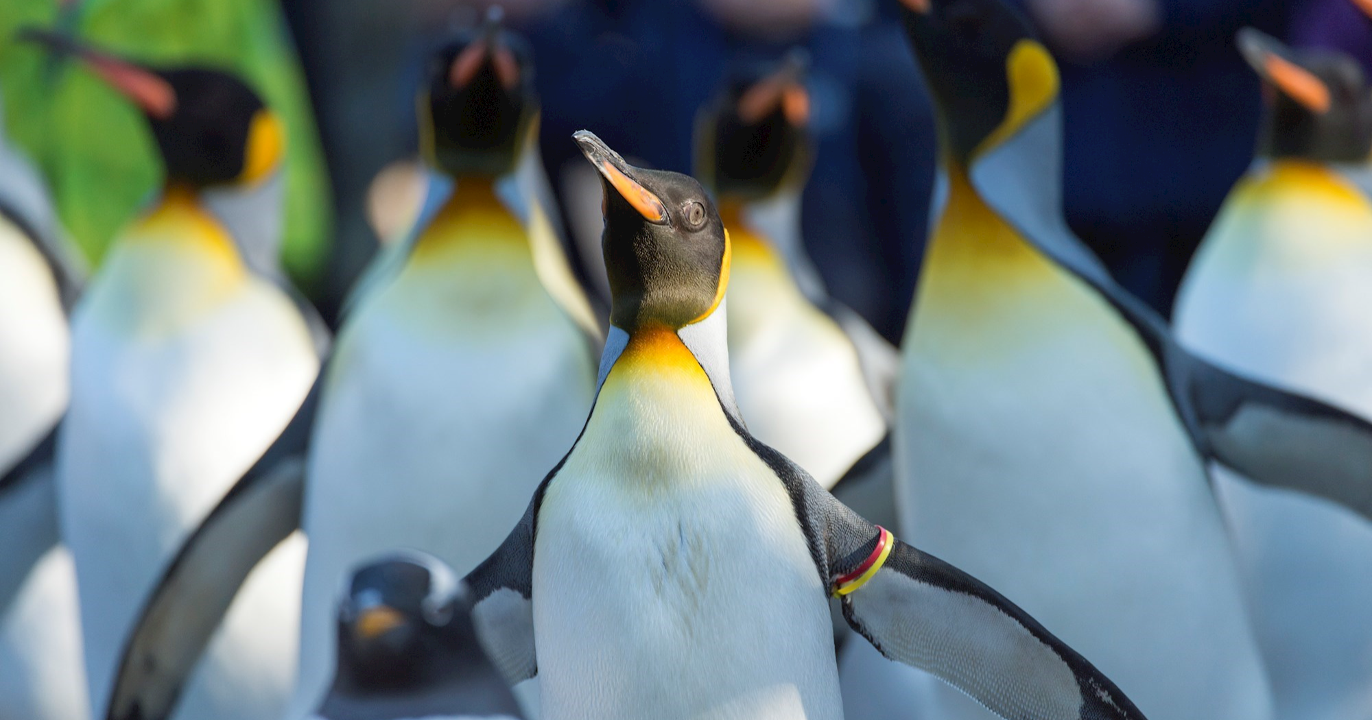 Najstarija ženka pingvina u ZOO-u u Edinburghu uginula nakon što ju je napala lisica