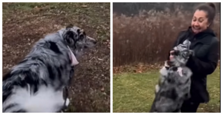 Pas je nije vidio šest mjeseci: Ovako je reagirao kad je prošla pored njega