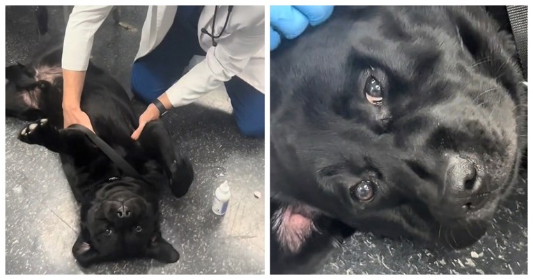 Internet opsjednut labradorom koji ne želi napustiti veterinara, video je urnebes