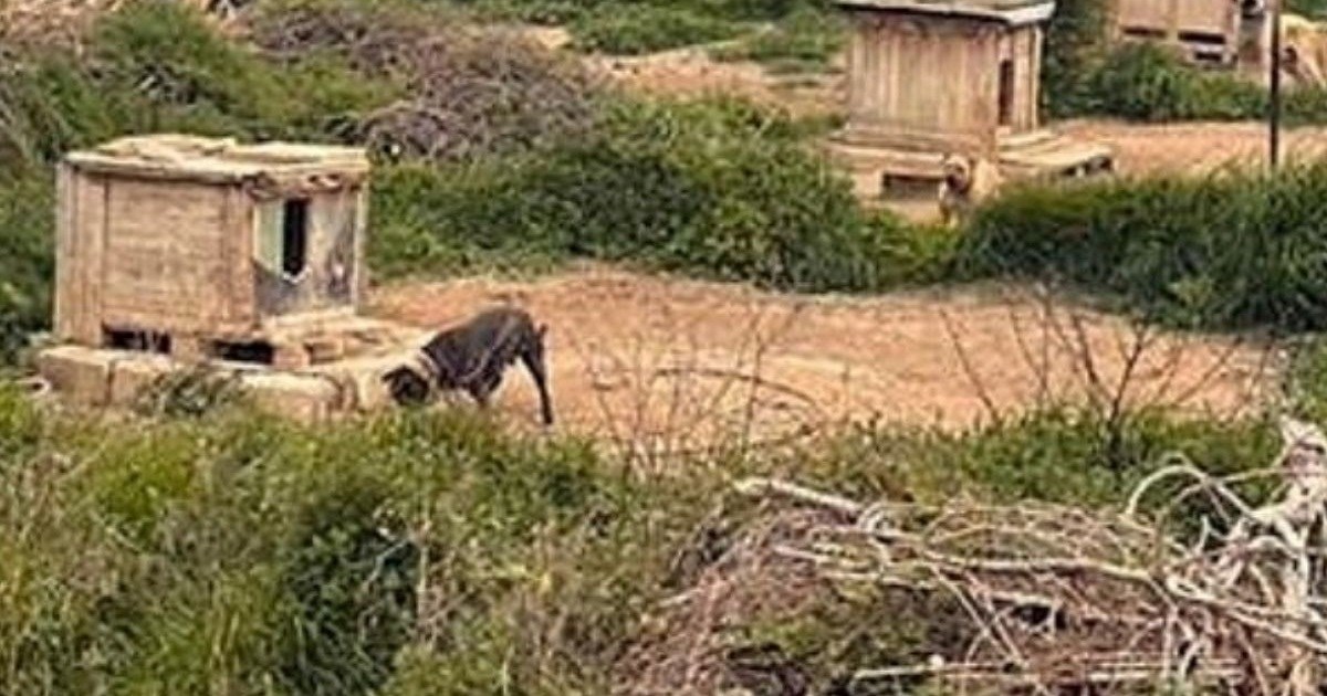 Splitski psihijatar držao 67 pasa i 2 vuka, potvrđena optužnica za mučenje životinja