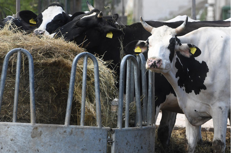 Stočari dobili 6.5 milijuna eura potpore. Novac sjeda na račune više od 1000 ljudi