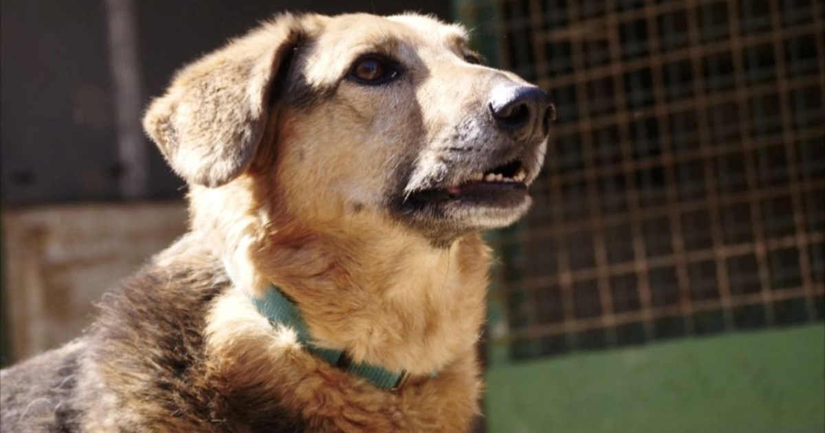 Nina skoro devet godina čeka svoju priliku za topli dom, pomozimo joj