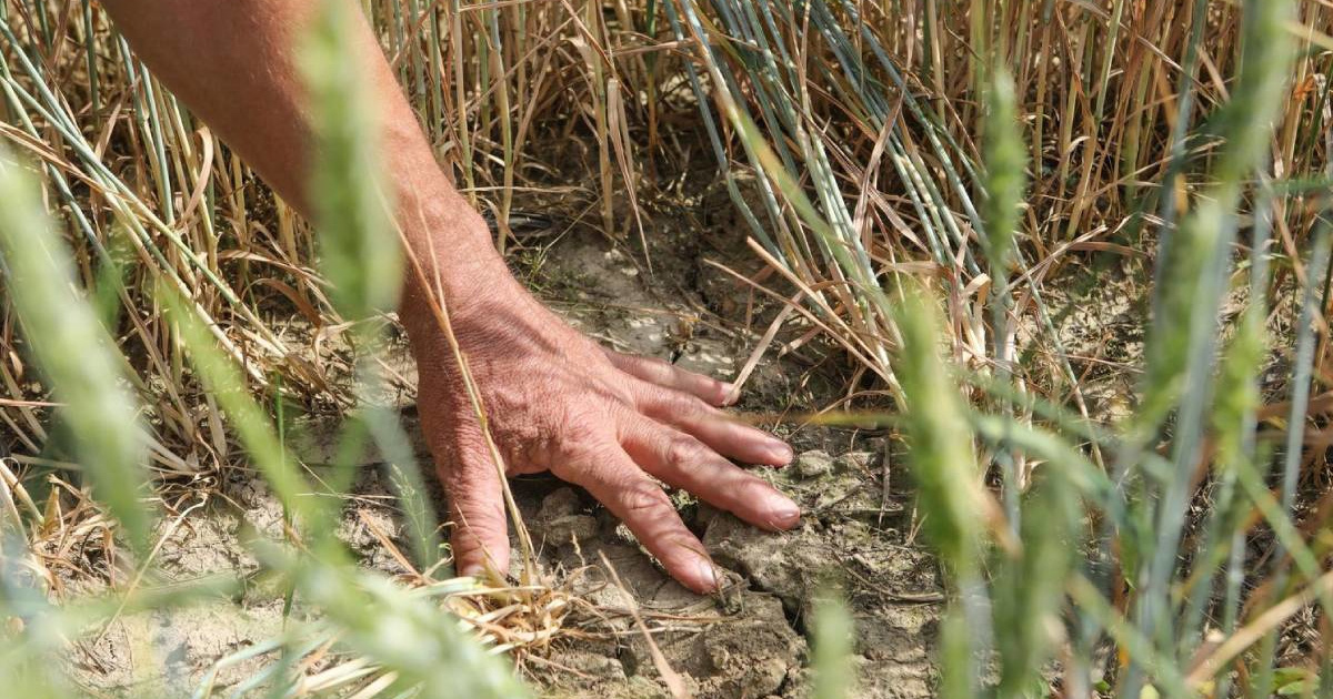 Proglašena prirodna nepogoda zbog suše u Požeško-slavonskoj županiji