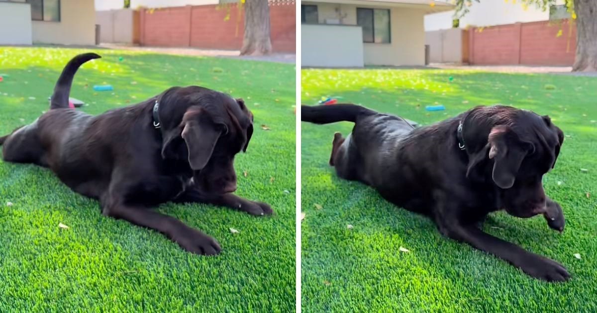 Video psa Woodyja koji se "svađa" s različitim predmetima nasmijao mnoge