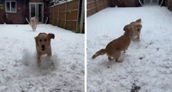 Žena je snimila reakciju svojih zaigranih pasa na snijeg, snimka će vam uljepšati dan
