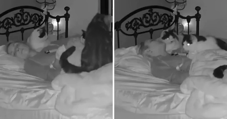 Kamera snimila reakciju šest mačaka kada njihova vlasnica zaspi. Video je hit