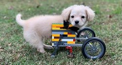 Dječak psu bez nogu od legića napravio kolica za hodanje