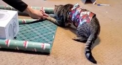 Mačka je odlučila pomoći umotati darove, urnebesni video pokazuje kako je prošlo