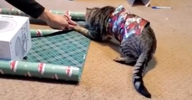 Mačka je odlučila pomoći umotati darove, urnebesni video pokazuje kako je prošlo