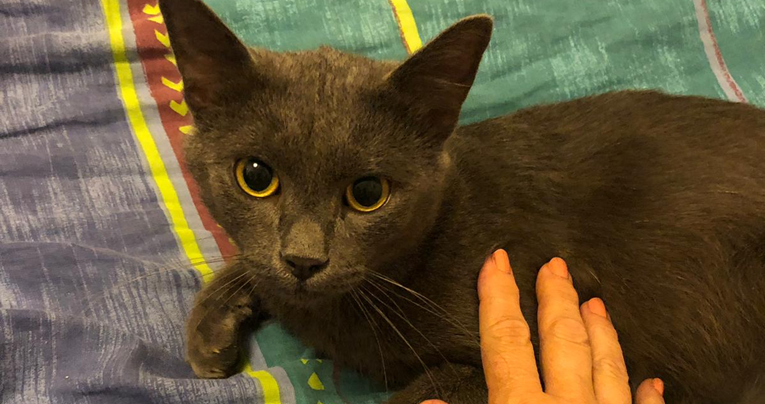 Prekrasni sivi mačak spašen je s ulice i sada traži stalan dom