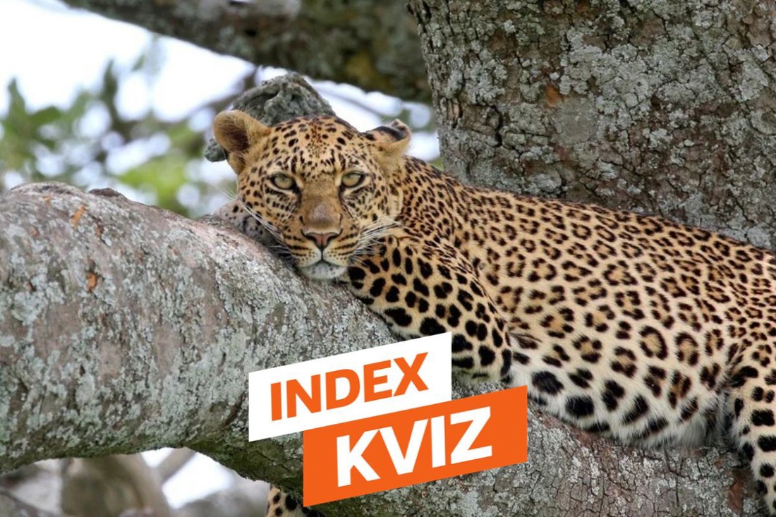 INDEX KVIZ 15 pitanja za one koji znaju sve o svemu