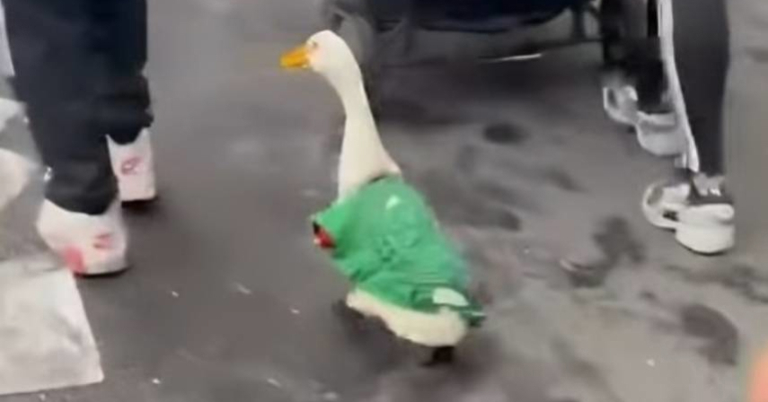VIDEO Guska u dresu Meksika postala hit na društvenim mrežama