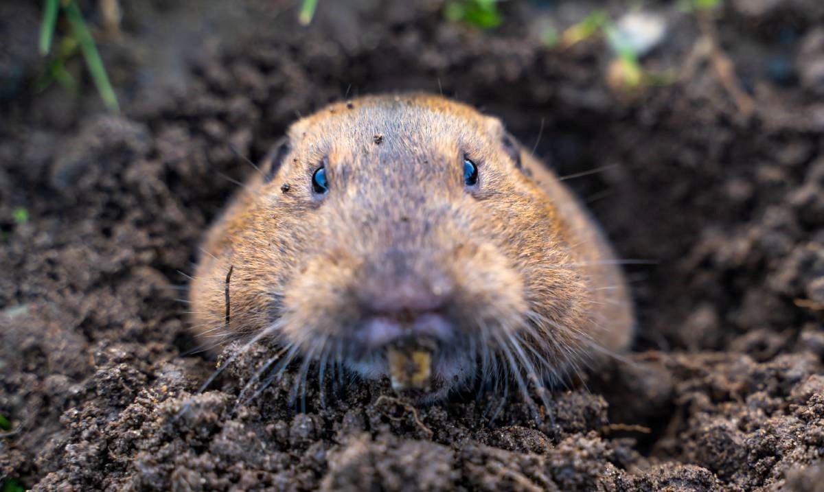 Znanstvenici otkrili prvi slučaj drugog sisavca koji "uzgaja" svoju hranu