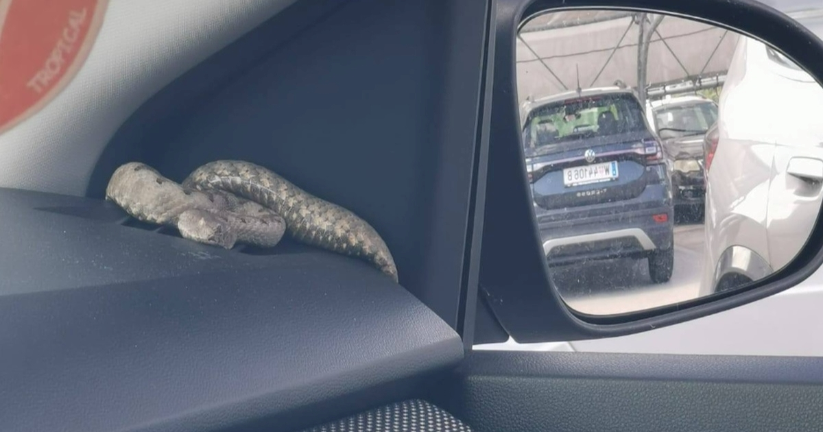 FOTO Vatrogasci u autu u Istri pronašli poskoka