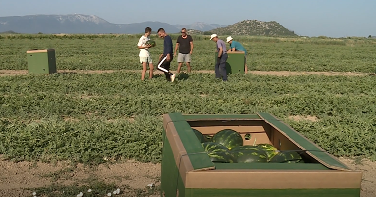 Kilogram lubenice iz doline Neretve stoji 37 centi